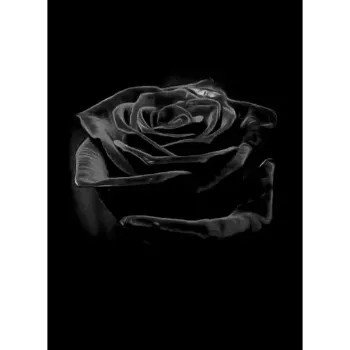 Organic Black Rose